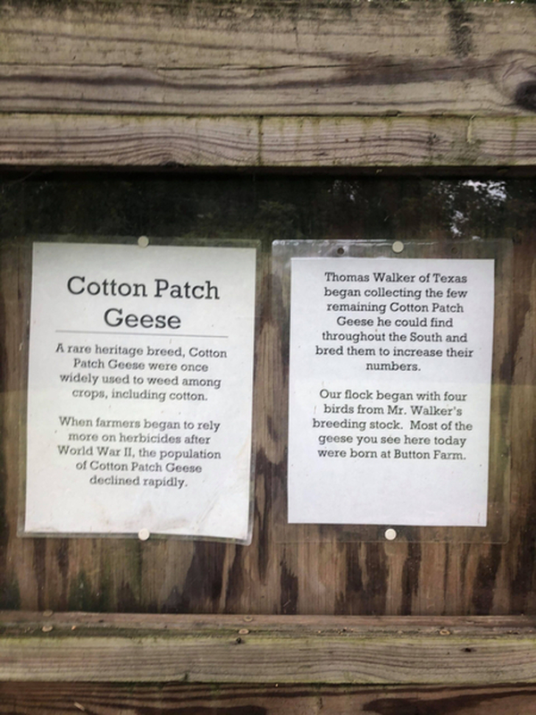 cotton patch geese 1